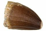 Fossil Mosasaur (Thalassotitan) Tooth - Morocco #374606-1